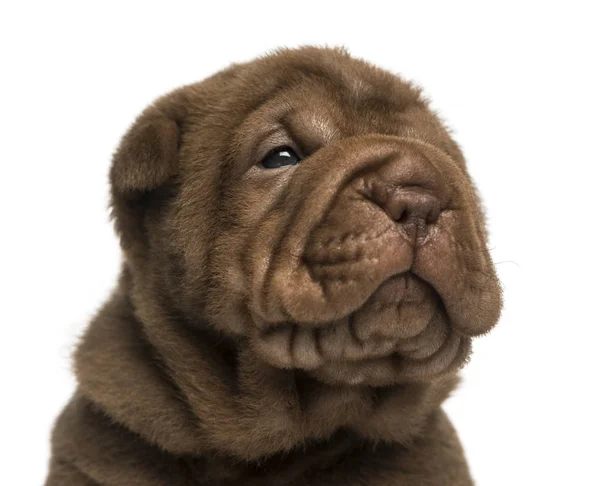 Nahaufnahme eines Shar-Pei-Welpen, isoliert auf weiß — Stockfoto