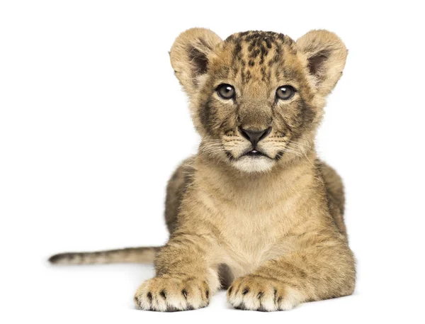 Lion cub liggen, te kijken naar de camera, 7 weken oud, geïsoleerd op — Stockfoto