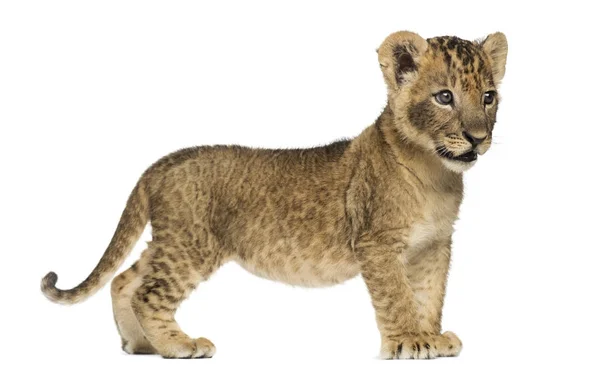 一个狮子幼崽站在一旁, 看着远, 7 周大, iso — 图库照片