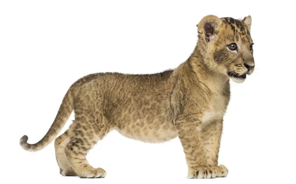 Вид сбоку Lion cub стоял, глядя, 7 недель, iso — стоковое фото