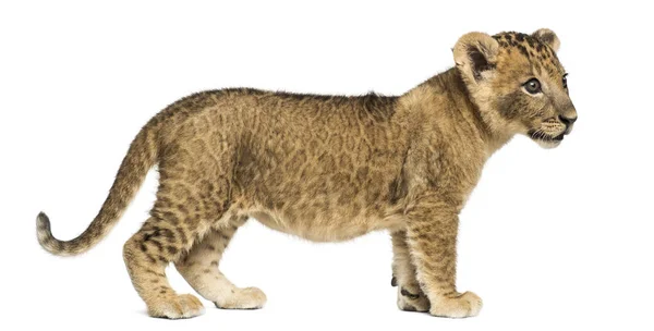 Seitenansicht eines Löwenjungen stehend, wegschauend, 7 Wochen alt, iso — Stockfoto