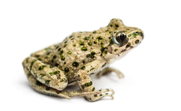 Vista lateral de una rana perejil común, Pelodytes punctatus, aislado — Foto de Stock