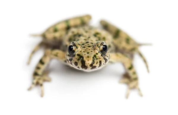 높은, Pelodytes 주먹을에서 일반적인 파 슬 리 개구리의 전면 보기 — 스톡 사진