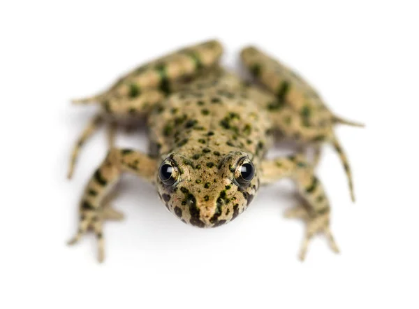 Čelní pohled společné petržel žába z až vysoké, Pelodytes punc — Stock fotografie