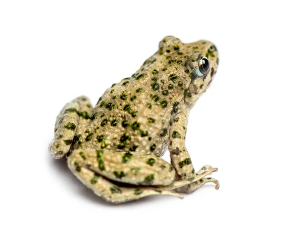 Achteraanzicht van een groengestipte kikker, Pelodytes punctatus, isoleren — Stockfoto