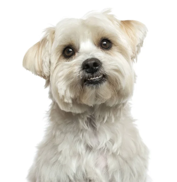 Close-up of a Maltese, looking up, isolated on white — Stock Photo, Image