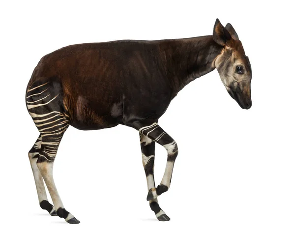 Vista lateral de um Okapi em uma posição engraçada, Okapia johns — Fotografia de Stock