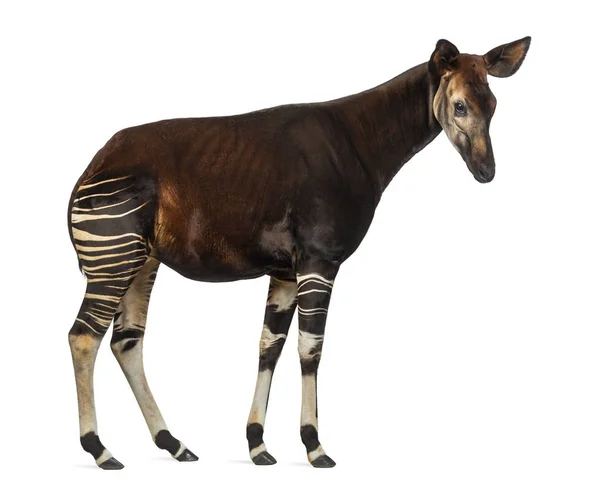 Side view of an Okapi standing, Okapia johnstoni, isolated on wh — Stock Photo, Image