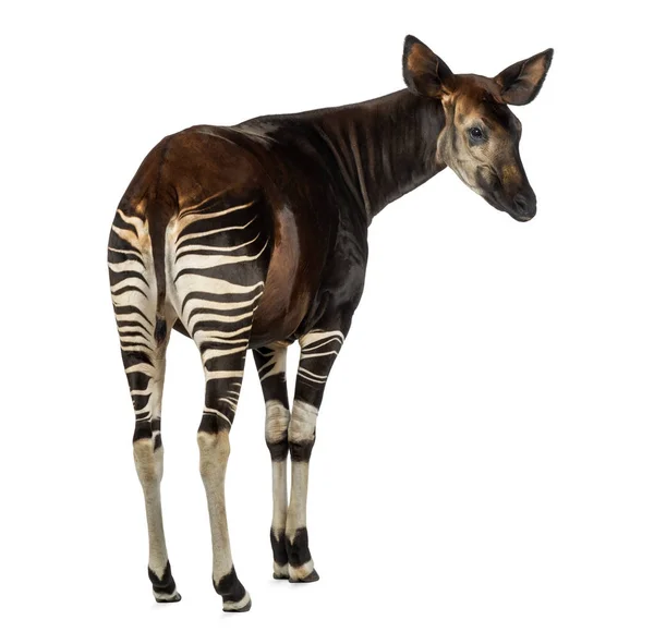 Achteraanzicht van een Okapi, op zoek weg, Okapia Ruwenzorornis, geïsoleerd — Stockfoto