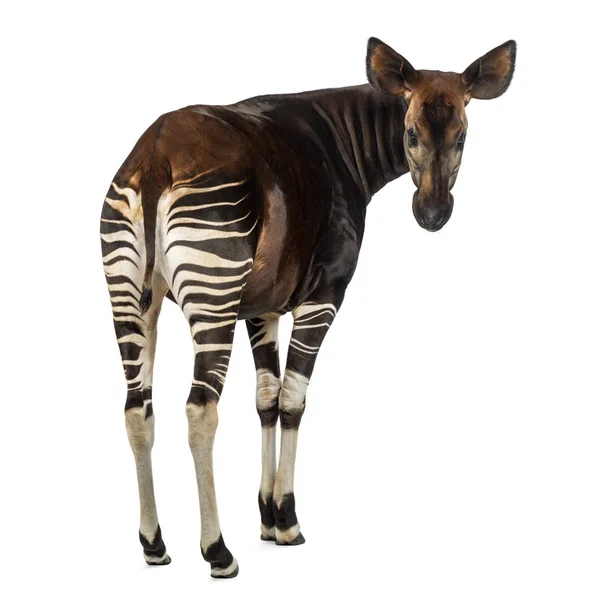 Achteraanzicht van een okapi, terugkijkend op de camera, okapia johnst — Stockfoto