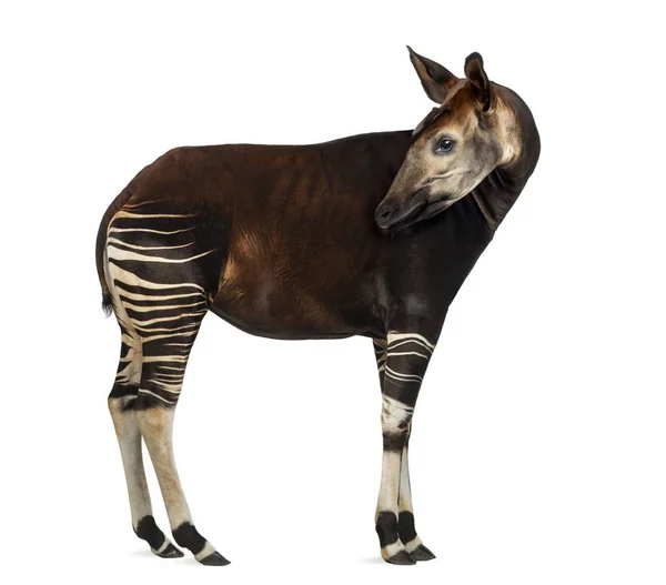 Vista lateral de um Okapi de pé, olhando para trás, Okapia johnstoni , — Fotografia de Stock