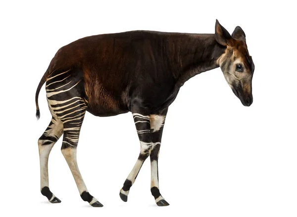 Zijaanzicht van een Okapi wandelen, Okapia Ruwenzorornis, geïsoleerd op whi — Stockfoto
