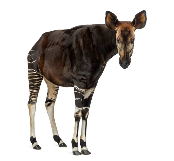 Okapi stående, tittar på kameran, Okapia johnstoni, isolera — Stockfoto