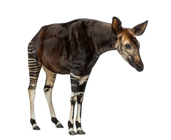 Okapi staan, kijken aandachtig, Okapia Ruwenzorornis, geïsoleerd — Stockfoto