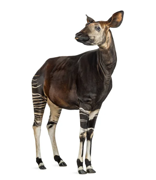 Okapi стоя, показывая зубы, Okapia johnstoni, изолированные по whi — стоковое фото