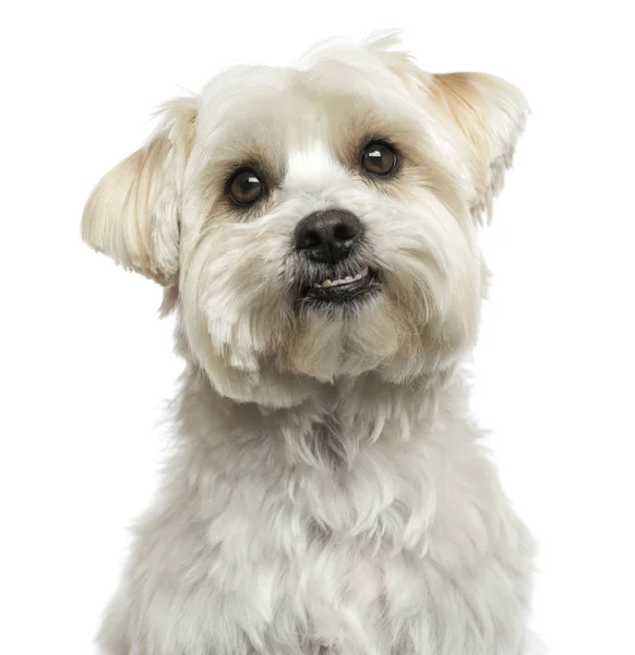 Close-up of a Maltese, looking up, isolated on white Royalty Free Stock Images