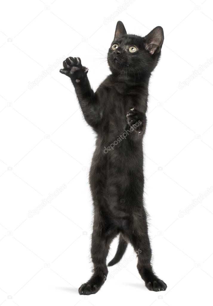 Black kitten standing on hind legs, reaching, pawing up, 2 month