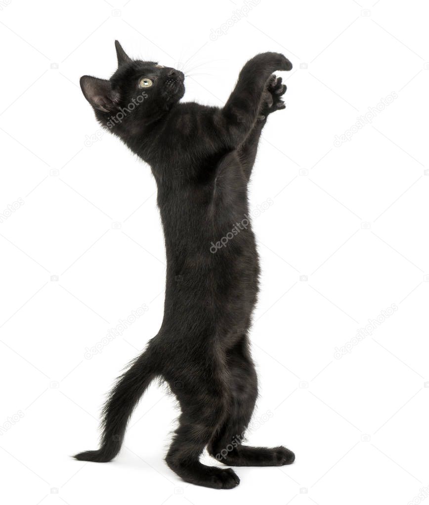 Black kitten standing on hind legs, reaching, pawing up, 2 month