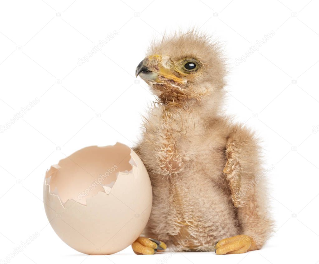 Young Harris's Hawk next to the egg from which he hatched out, 3