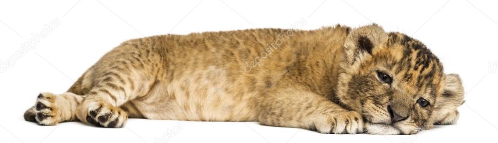 Lion cub lying down, looking exhausted, 4 weeks old, isolated on