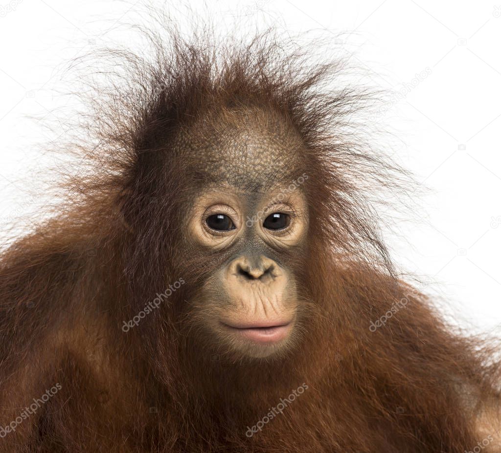 Close-up of young Bornean orangutan, looking at the camera, Pong