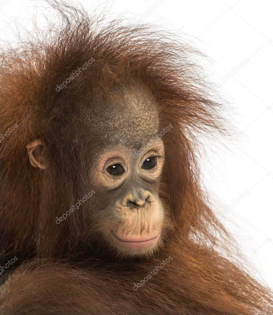 Close-up of a young pensive Bornean orangutan, Pongo pygmaeus, 1