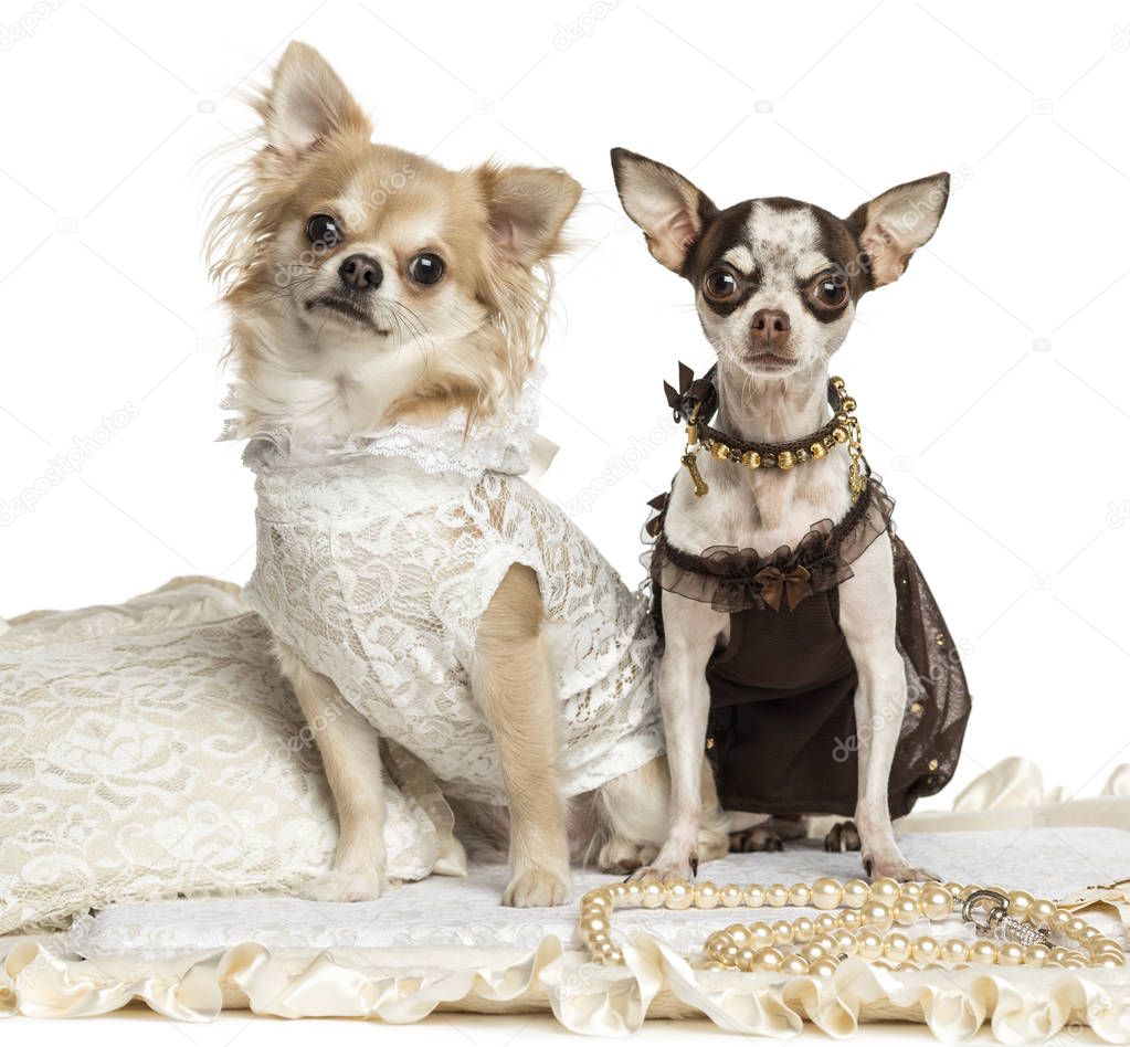 Two dressed-up Chihuahuas sitting on a carpet, isolated on white