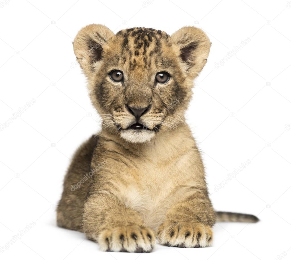 Lion cub lying, looking at the camera, 7 weeks old, isolated on 