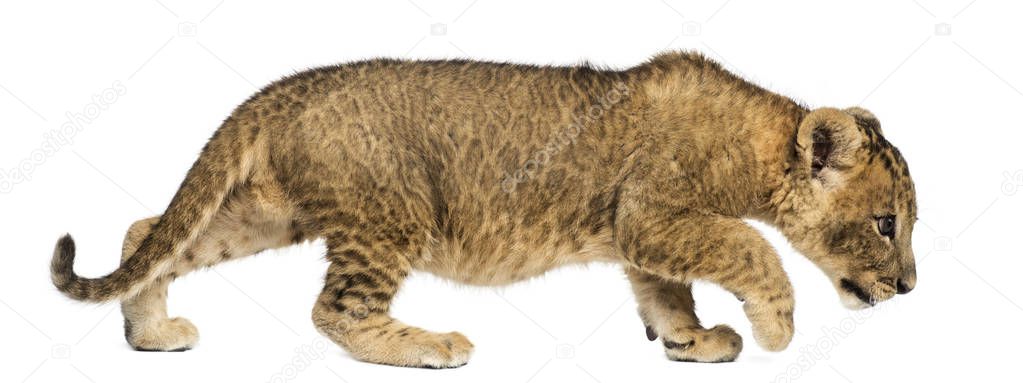 Side view of a Lion cub walking, curious, 7 weeks old, isolated 