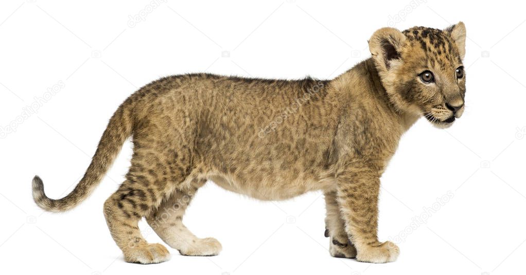 Side view of a Lion cub standing, looking away, 7 weeks old, iso