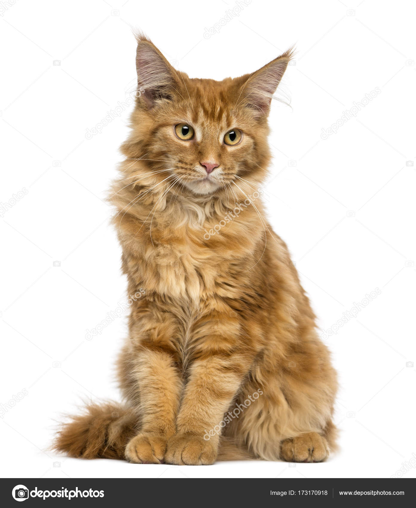 Maine Coon-kattunge, sittende, ser ned, 4 måneder gammel, isolert –  stockfoto © lifeonwhite #173170918, image size:1392x1700