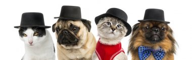 Kediler ve köpekler siyah bir şapka giymiş grubu