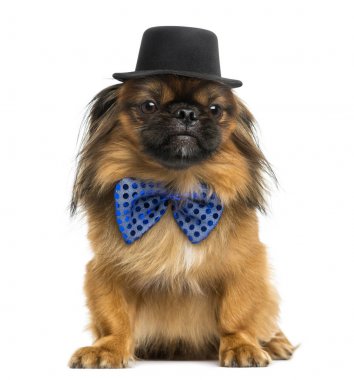 Oturan bir papyon ve silindir şapka, üzerinde beyaz izole Pekingese