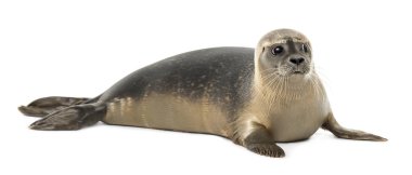 Common seal lying, looking away, Phoca vitulina, 8 months old, i clipart