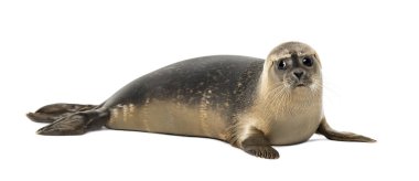 Common seal lying, looking away, Phoca vitulina, 8 months old, i clipart