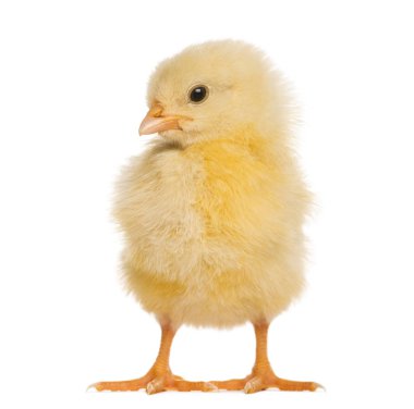 Chick 8 gün eski, izole üzerinde beyaz