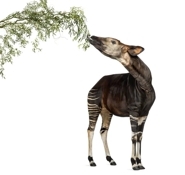 Okapi eten gebladerte van een tak, Okapia Ruwenzorornis, geïsoleerde o — Stockfoto