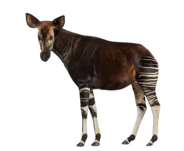 Sidovy av en Okapi stående, tittar på kameran, Okapia jo — Stockfoto