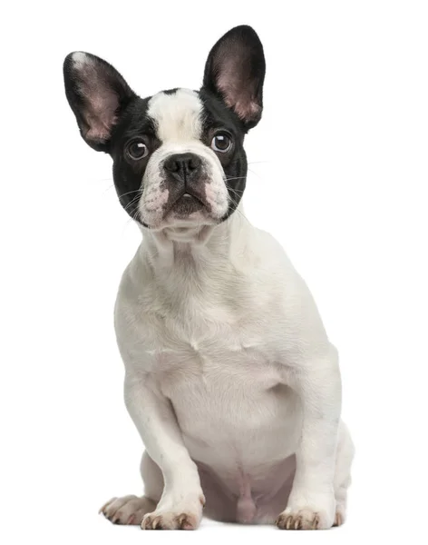 French bulldog puppy sitting, 4 months old, isolated on white — Stock Photo, Image