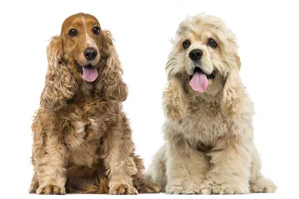 Cocker Spaniel angielski i amerykański cocker spaniel siedzi — Zdjęcie stockowe