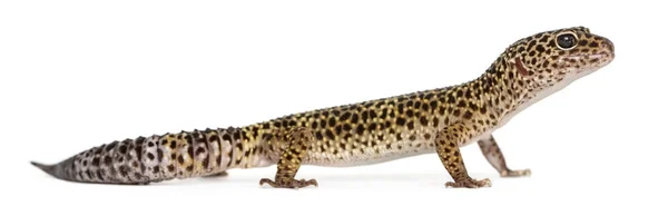 Vista lateral de um leopardo gecko de pé, Eublepharis macularius, i — Fotografia de Stock