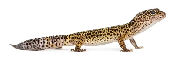 Vista lateral de um leopardo gecko de pé, Eublepharis macularius, i — Fotografia de Stock