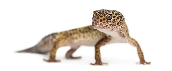Leopard gecko stående, tittar på kameran, Eublepharis macul — Stockfoto