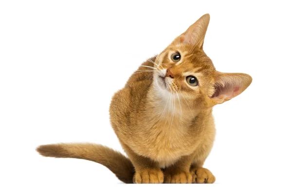 Abyssinian kitten sitting, looking up with curiosity, 3 months o — Stock Photo, Image