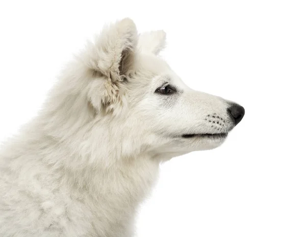Close-up do perfil de um filhote de cachorro da Swiss Shepherd Dog, 3 meses , — Fotografia de Stock