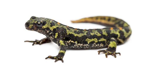 Marmorerad vattensalamander, Triturus marmoratus, isolerad på vit — Stockfoto