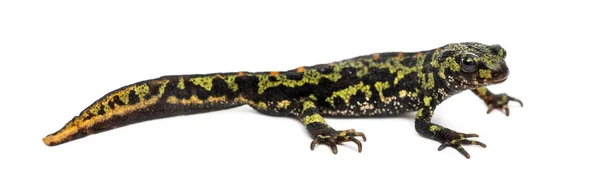 Side view of a Marbled newt, Triturus marmoratus, isolated on wh — Stock Photo, Image