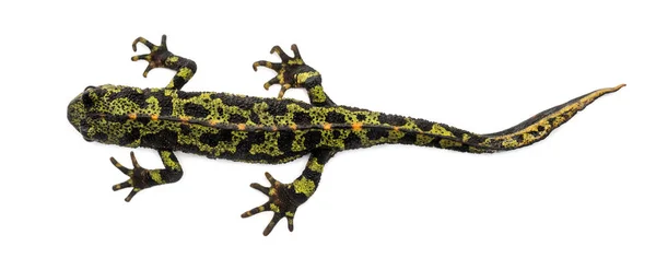 Marmorerad newt sedd från upp hög, Triturus marmoratus, isolerade — Stockfoto