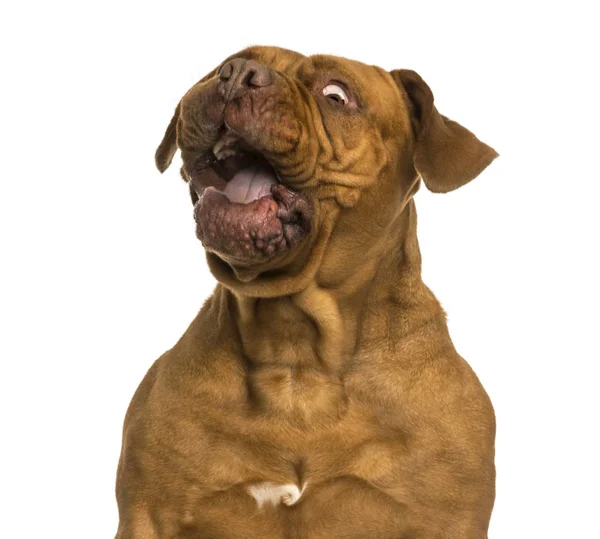 Close-up of a Dogue de Bordeaux making a face, isolated on white — Stock Photo, Image