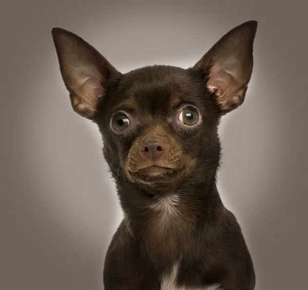 Nahaufnahme eines 9 Monate alten Chihuahua auf braunem Hintergrund — Stockfoto